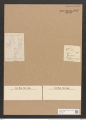 Achnanthes pychypus var. genuflexa (Kuetz.) Rabenh. (de-Toni-Nr.: Genus 43, Species 1924) Zeichnungen Sammlung Grunow Nr. 3822 (NHMW-BOT-W0371507)
